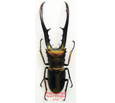 Cyclommatus metallifer finae (Peleng)